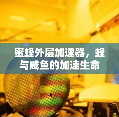 蜜蜂外层加速器，蜂与咸鱼的加速生命